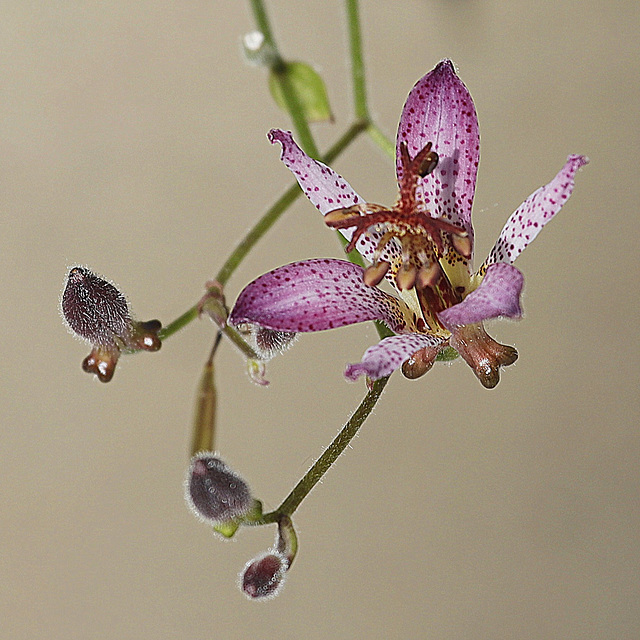 Tricyrtis ( Lys orchidée)