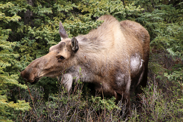 Moose in the brush