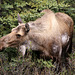 Moose in the brush