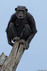 Schimpanse im Bioparc Valencia (© Buelipix)