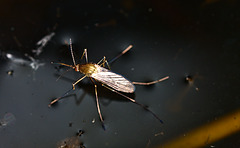 Mosquito IMG_1092