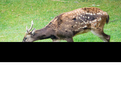 Deer stag (1)