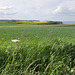 English country and coastal scene with yellow rapeseed in the distance