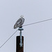 One of yesterday's Snowy Owls