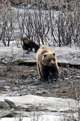 Mama grizzly and cubs