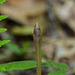 Aplectrum hyemale (Putty-root orchid)