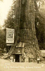 World Famous Tree House (Cropped)
