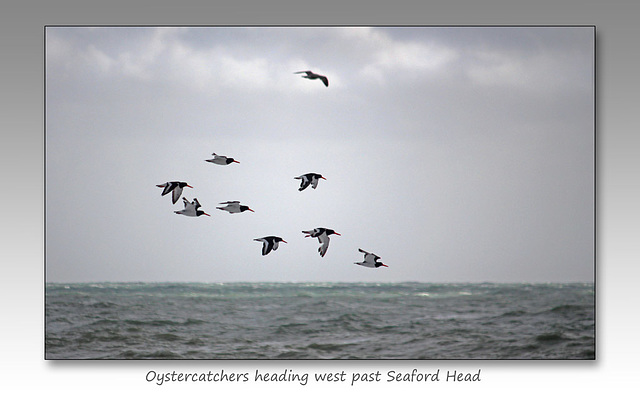 Oystercatchers passing Seaford Head - 15.9.2015