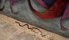 Snake on the sidewalk.