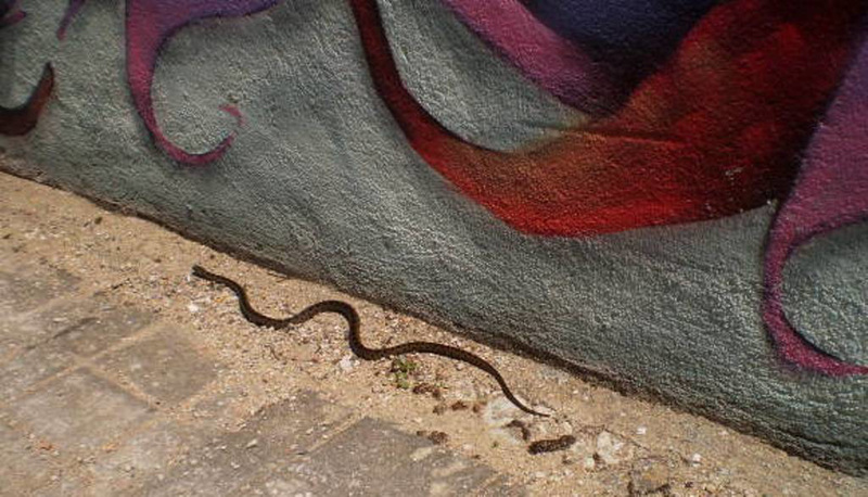 Snake on the sidewalk.