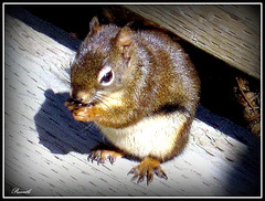 Petits déjeuners d'écureuil * Eichhörnchen-Frühstück