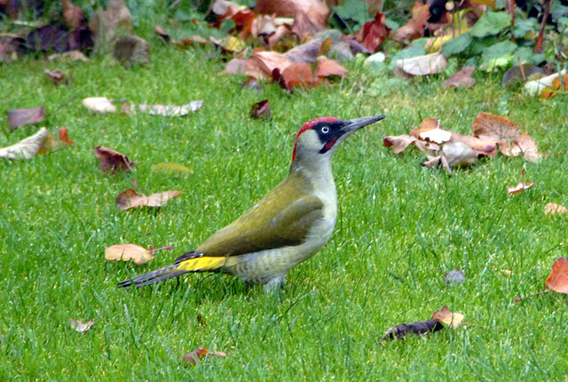 ipernity Grünspecht im Garten by Andreas Müller