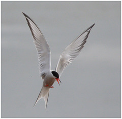 EF7A5382 Common Tern
