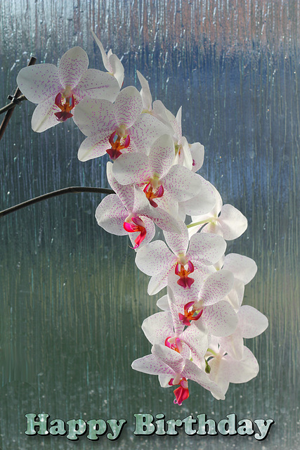 Orchid - Happy Birthday - 23.4.2015