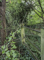 Woodland fence