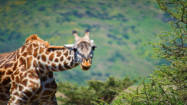 Giraffe ganz nah
