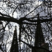 cathedral tree