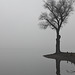 Der einsame Baum am Seeufer
