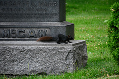 Canada 2016 – Toronto – Mt Pleasant Cemetery – Black squirrel