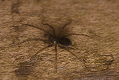 SpiderIMG 1245