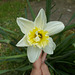 SoS[21] - white petals pale yellow trumpet