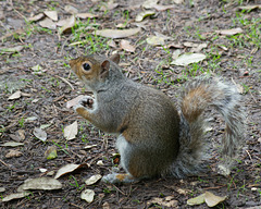 Grey squirrel in Peasholm Park