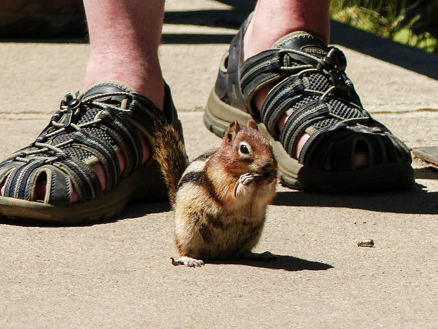 Golden-mantled Ground Squirrel