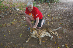 Namibia, The Otjitotongwe Guest Farm, Great Pleasure - to Stroke a Cheetah
