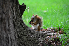 Canada 2016 – Toronto – Mt Pleasant Cemetery – Red squirrel