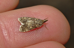 Moth 1787