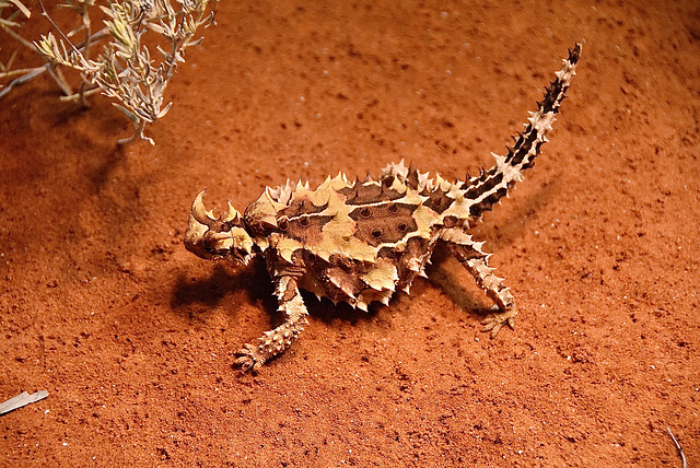 In the wild...a thorny devil
