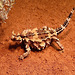 In the wild...a thorny devil