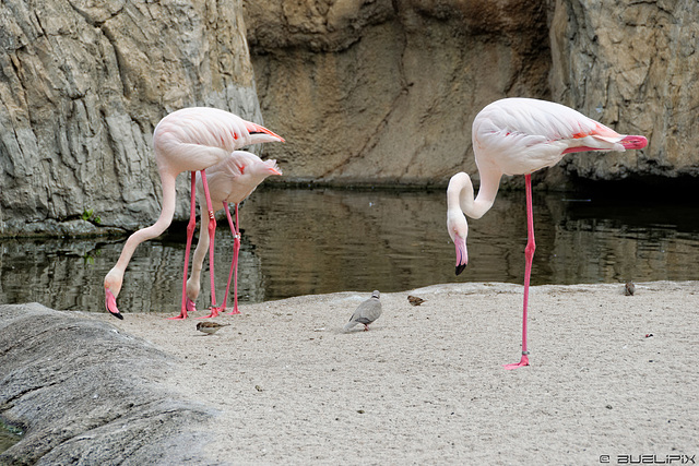 Flamingos im Bioparc Valencia (© Buelipix)