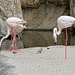 Flamingos im Bioparc Valencia (© Buelipix)