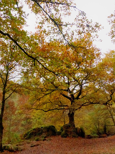 couleurs d'automne au site Corot (bords de Glane à Saint Junien, Haute Vienne) (1)