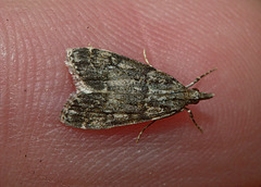 Moth IMG_1783