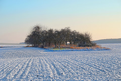 Einsamer Obstgarten in Winterlandschaft - Lonely orchard in a winter landscape