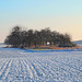 Einsamer Obstgarten in Winterlandschaft - Lonely orchard in a winter landscape