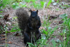 Canada 2016 – Toronto – Mt Pleasant Cemetery – Black squirrel