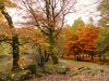 couleurs d'automne au site Corot (bords de Glane à Saint Junien, Haute Vienne) (2)