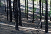 Kiefernwald  beim Chinyero (© Buelipix)