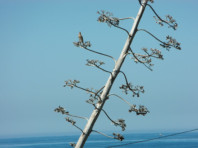 Hoopoe looking out from sloping tree, Alvor (2014)