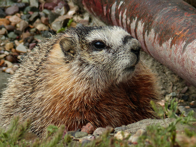 Yellow-bellied Marmot - from the archives