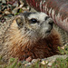 Yellow-bellied Marmot - from the archives