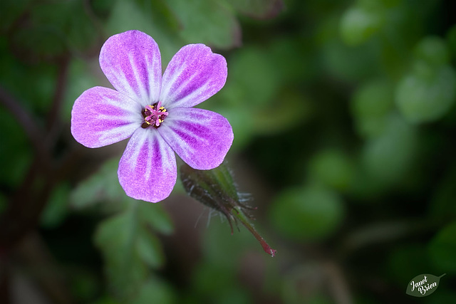 A Beautiful Pink Star...and WE HAVE STARLINK!!! :D