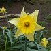 SoS[21] - daffodil portrait
