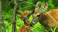 mother and fawn v4 DSC 4660
