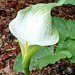 Green goddess arum lily