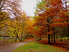 couleurs d'automne au site Corot (bords de Glane à Saint Junien, Haute Vienne) (3)