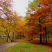couleurs d'automne au site Corot (bords de Glane à Saint Junien, Haute Vienne) (3)